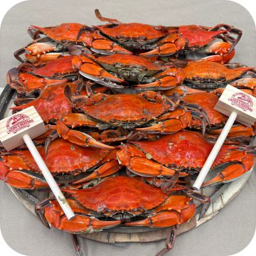 Maryland Jumbo Male Blue Crabs (dozen)